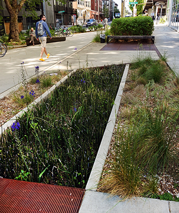 Rain garden and filtration at Bullitt Center 